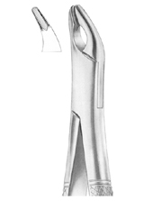 CRYER Fig. 150A upper incisors,  premolars, roots